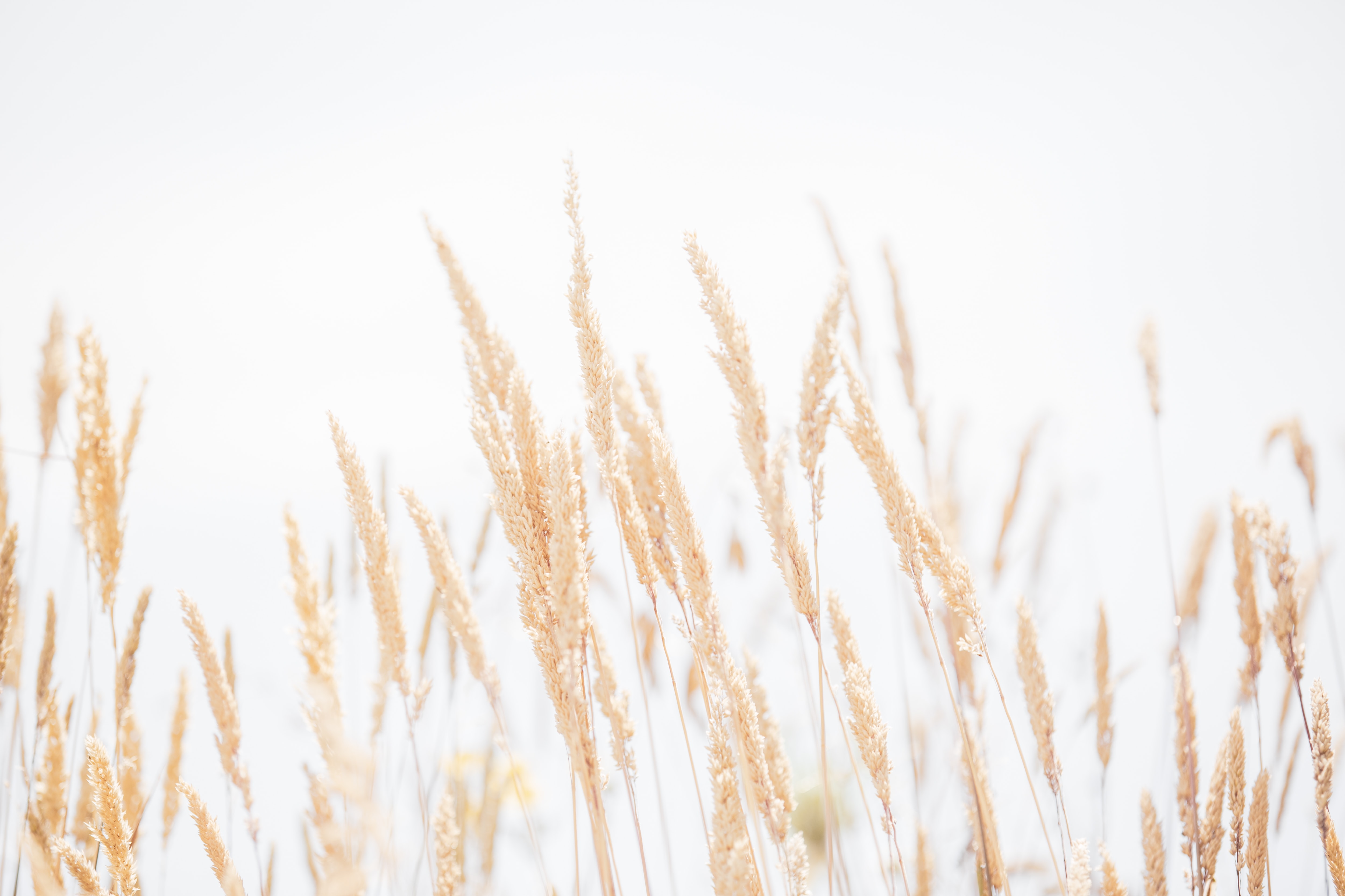 grain